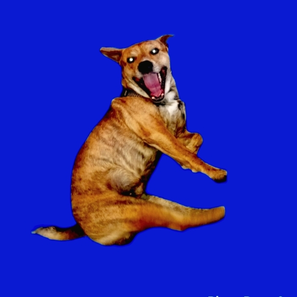 Meet your Posher, Tabitha - Picture 1 of 1